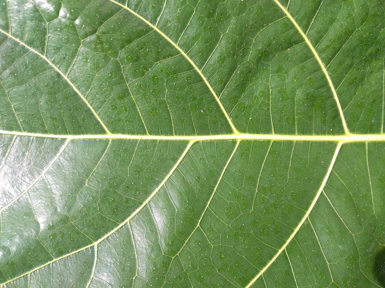 Fresh green leaf texture macro close-up photo