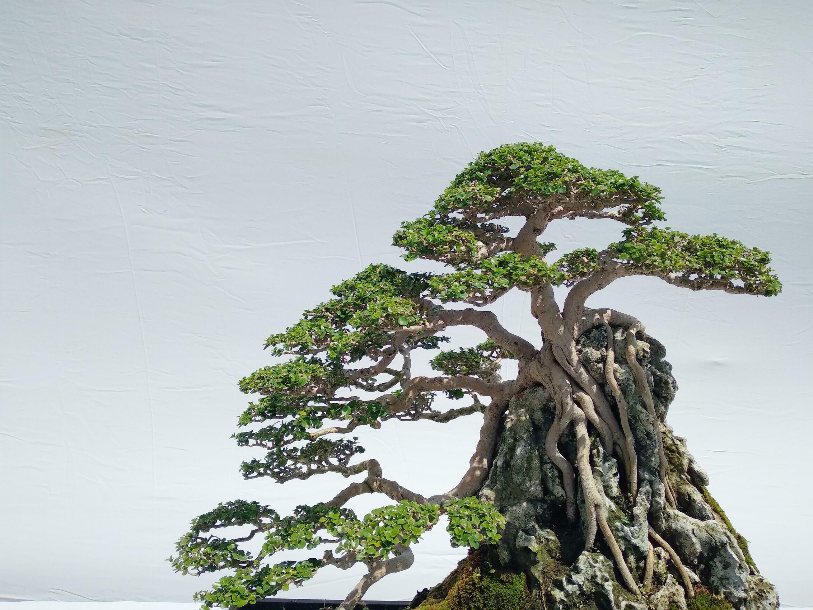 Bonsai will be successfully through the process of caring for so many