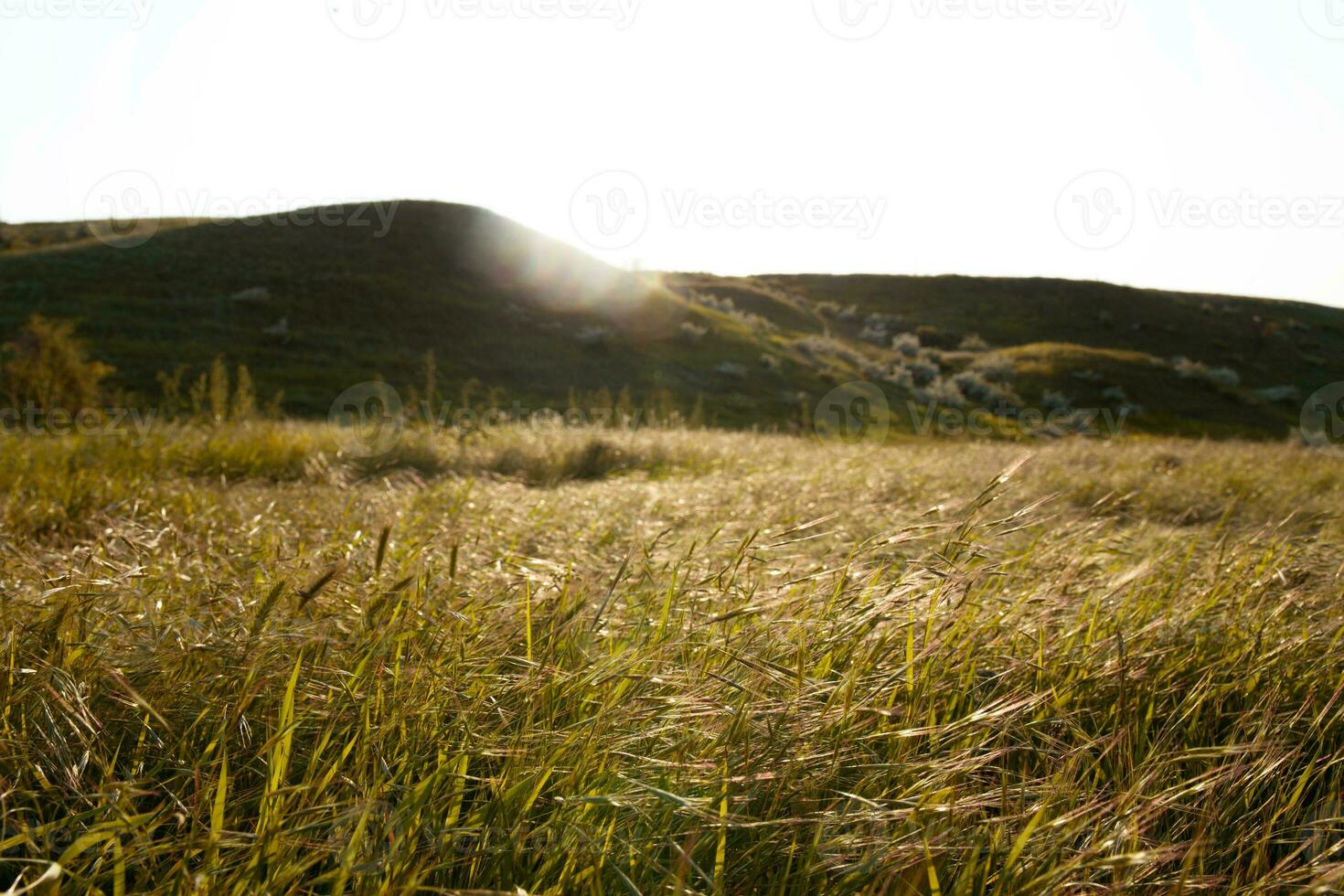 un foto de un puesta de sol paisaje con largo césped en el primer plano y colinas en el antecedentes.