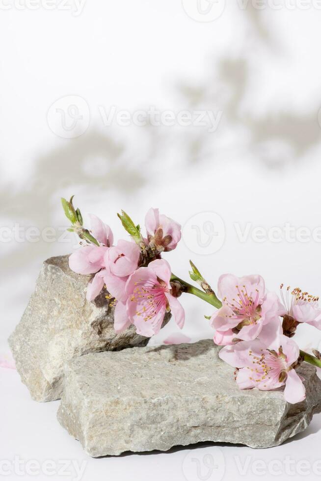 Podium or pedestal from nature stone decorated with cherry blossom twigs. Cosmetic mock up photo