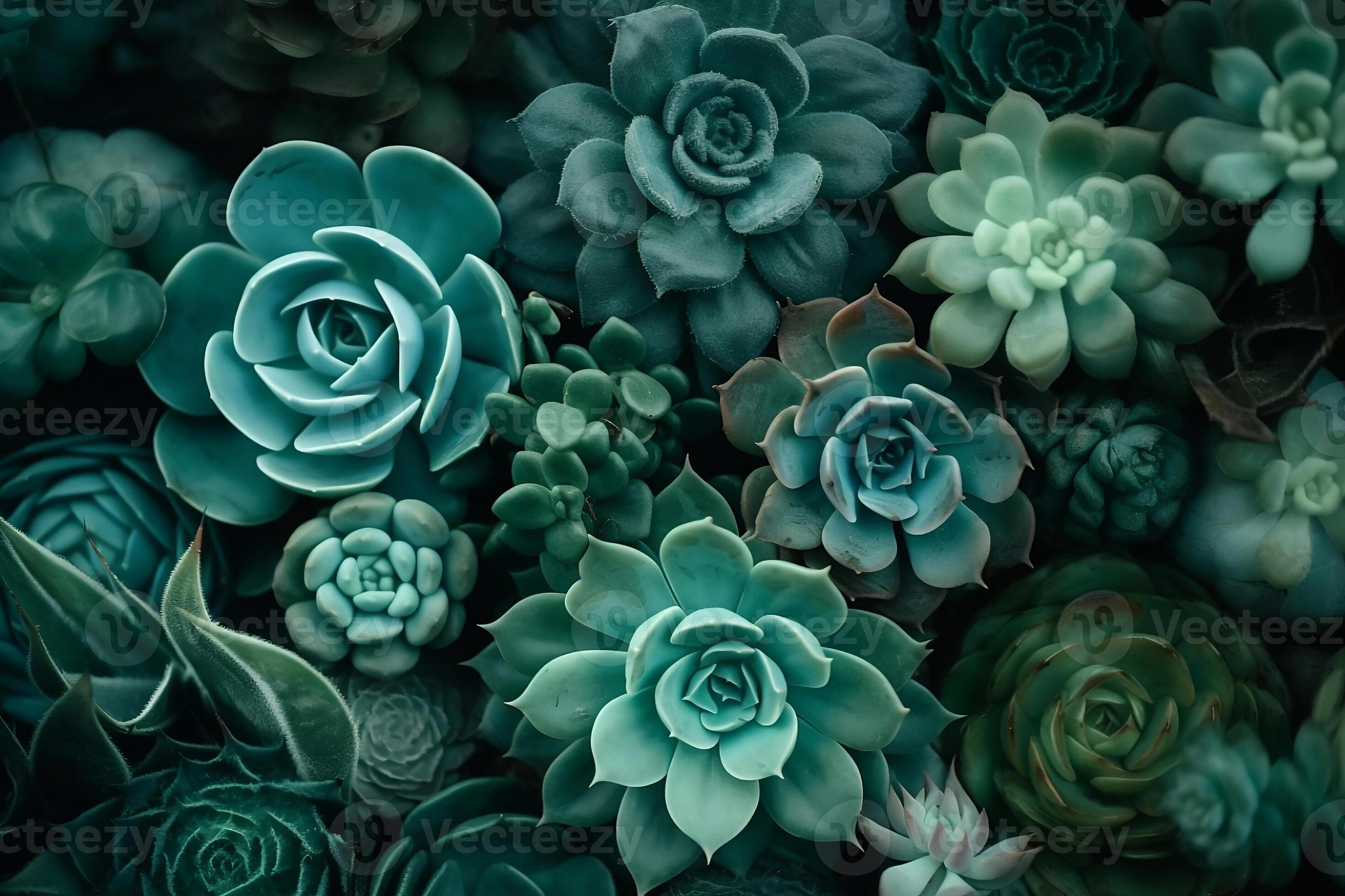 Page 2  Succulent Wallpaper Images  Free Download on Freepik