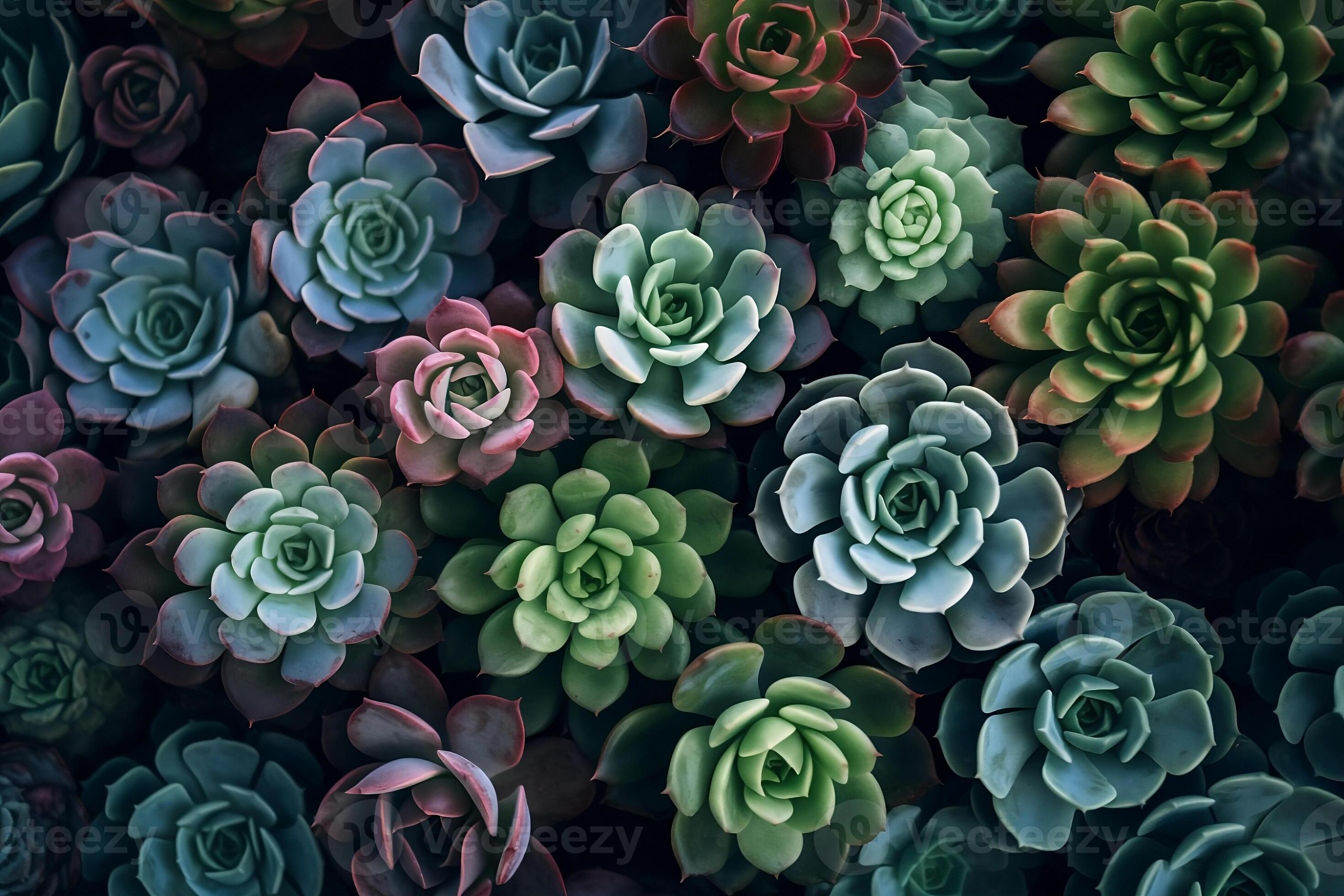 Succulent Desktop Wallpapers  Top Free Succulent Desktop Backgrounds   WallpaperAccess