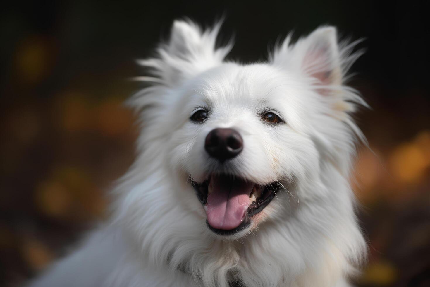 Cute white dog in the autumn park. Close-up. photo