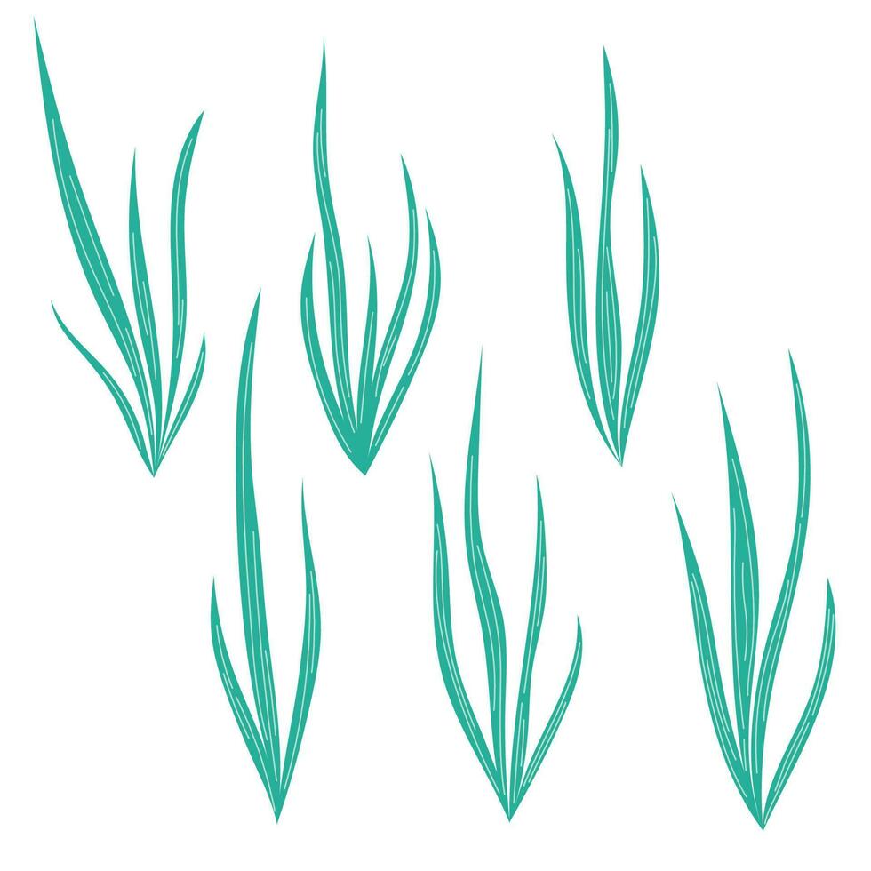 Set of long bushes of algae, sea grass, collection of underwater plants. Decorative elements on the water theme. vector