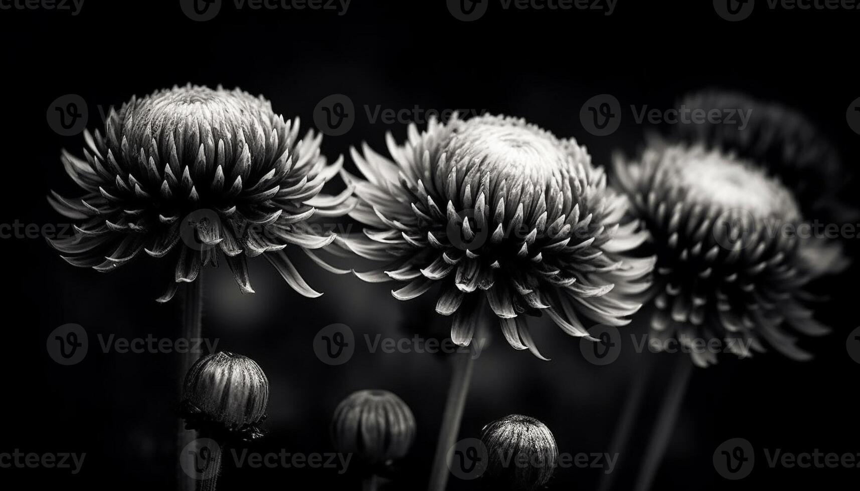 Sharp black and white chrysanthemum bud, symbol of romance generated by AI photo