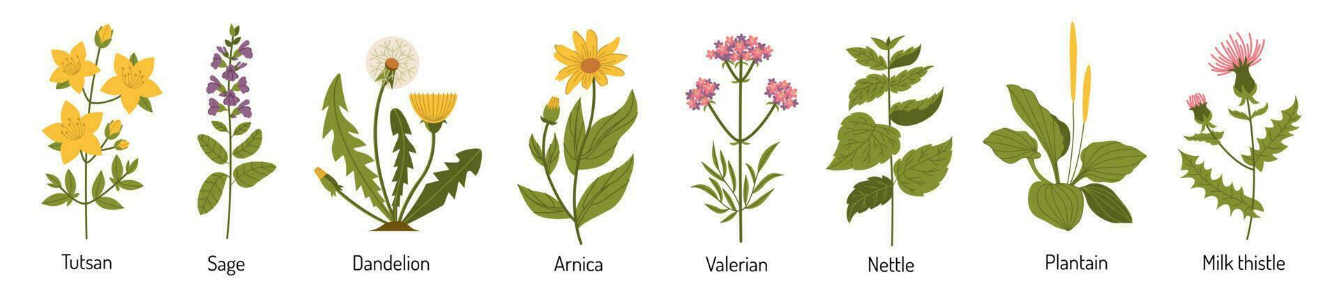 vector conjunto de medicinal plantas. médico hierbas en plano estilo. flores y plantas para té y medicamentos
