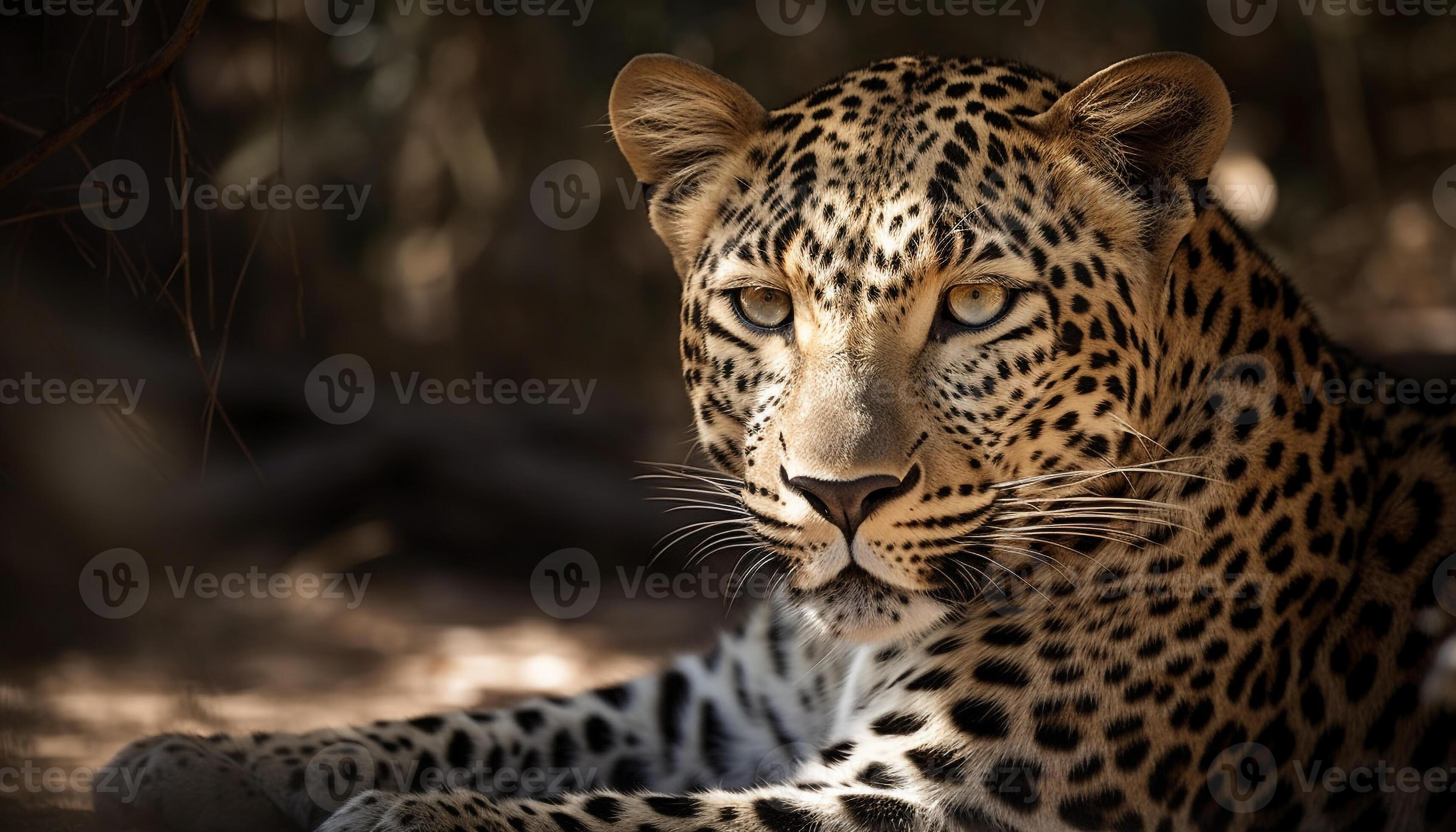 Majestic spotted big cat staring, beauty in nature wilderness generated