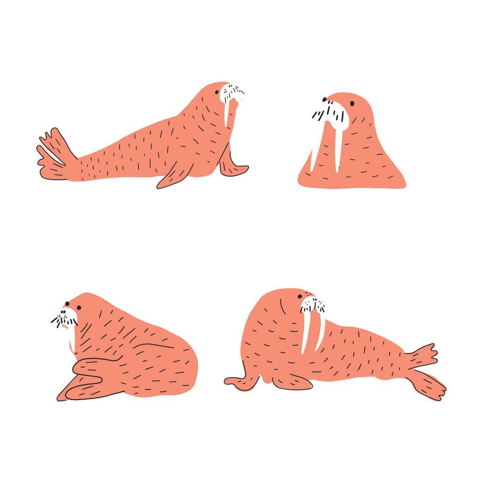 Cute walrus in Scandinavian style on a white background. Vector hand drawn kids illustration. Sea ocean. Underwater world