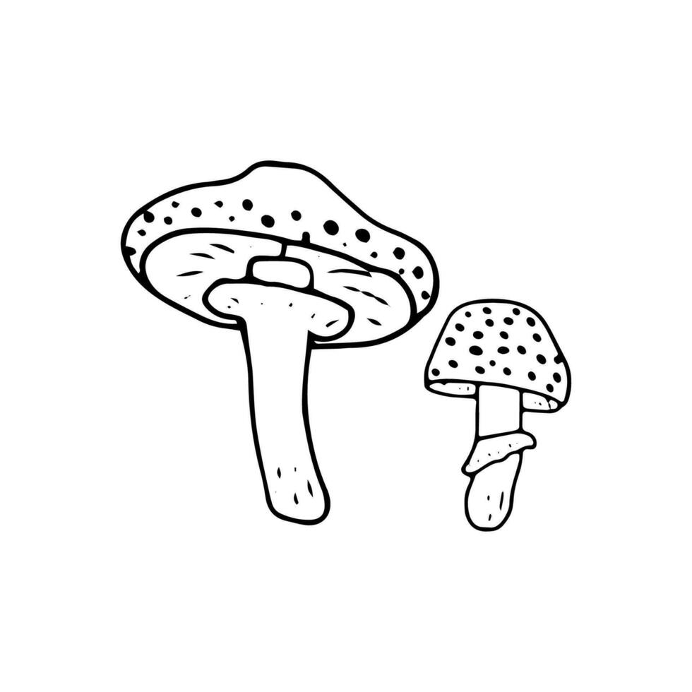 Mushroom, great design for any purposes. Doodle vector illustration. Edible mushrooms and toadstools. Healthy food illustration. Autumn forest plants sketches for textiles, wallpaper, coloring