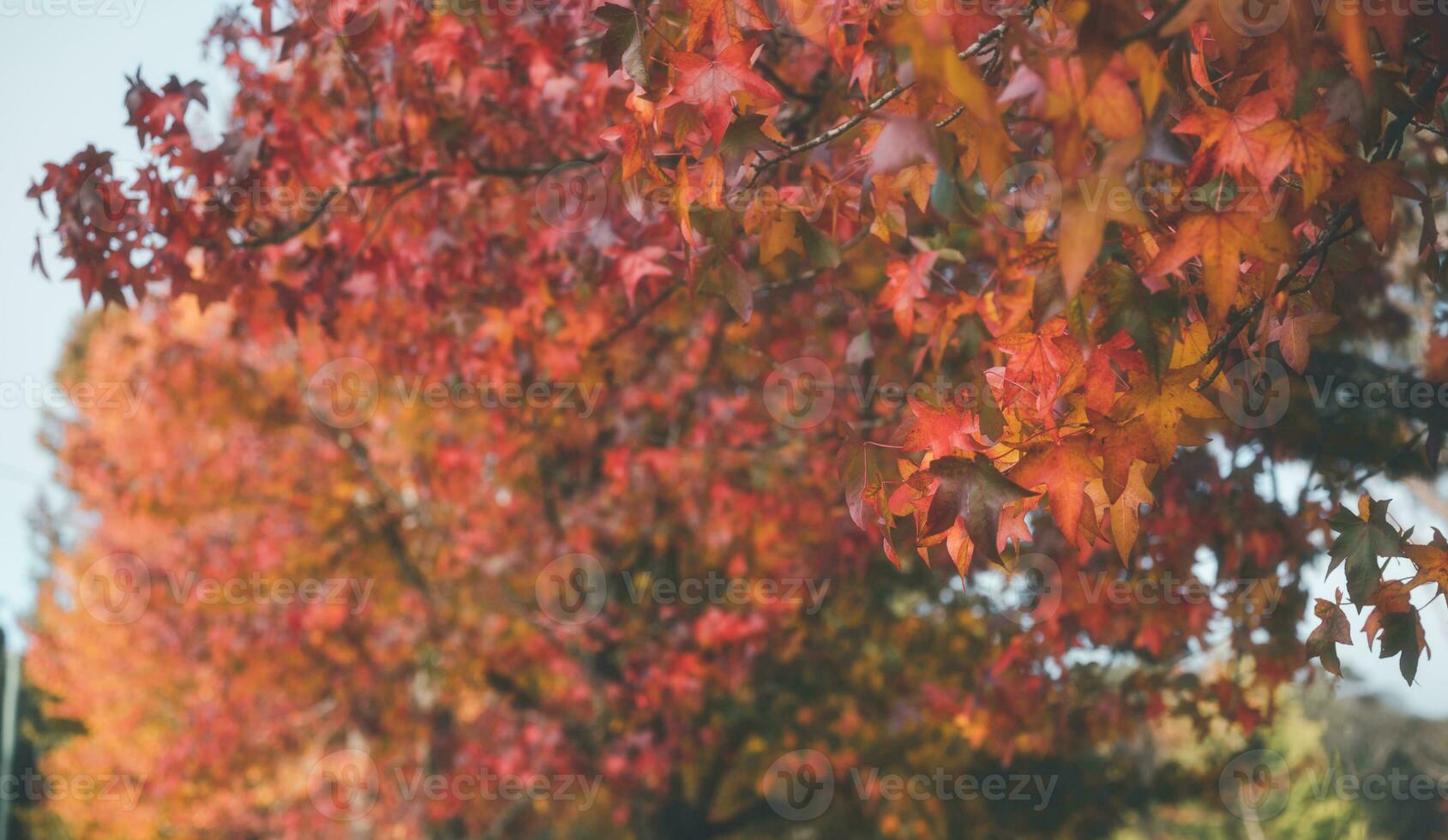 abstract background of autumn leaves autumn background, beautiful fall landscape on autumn yellow red and brown in fall months photo