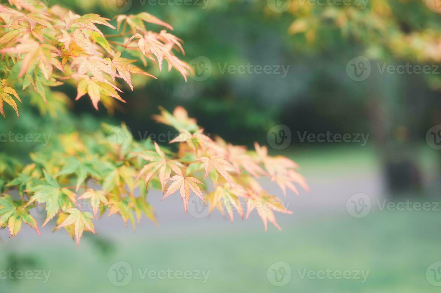 abstract background of autumn leaves autumn background, beautiful fall landscape on autumn yellow red and brown in fall months photo