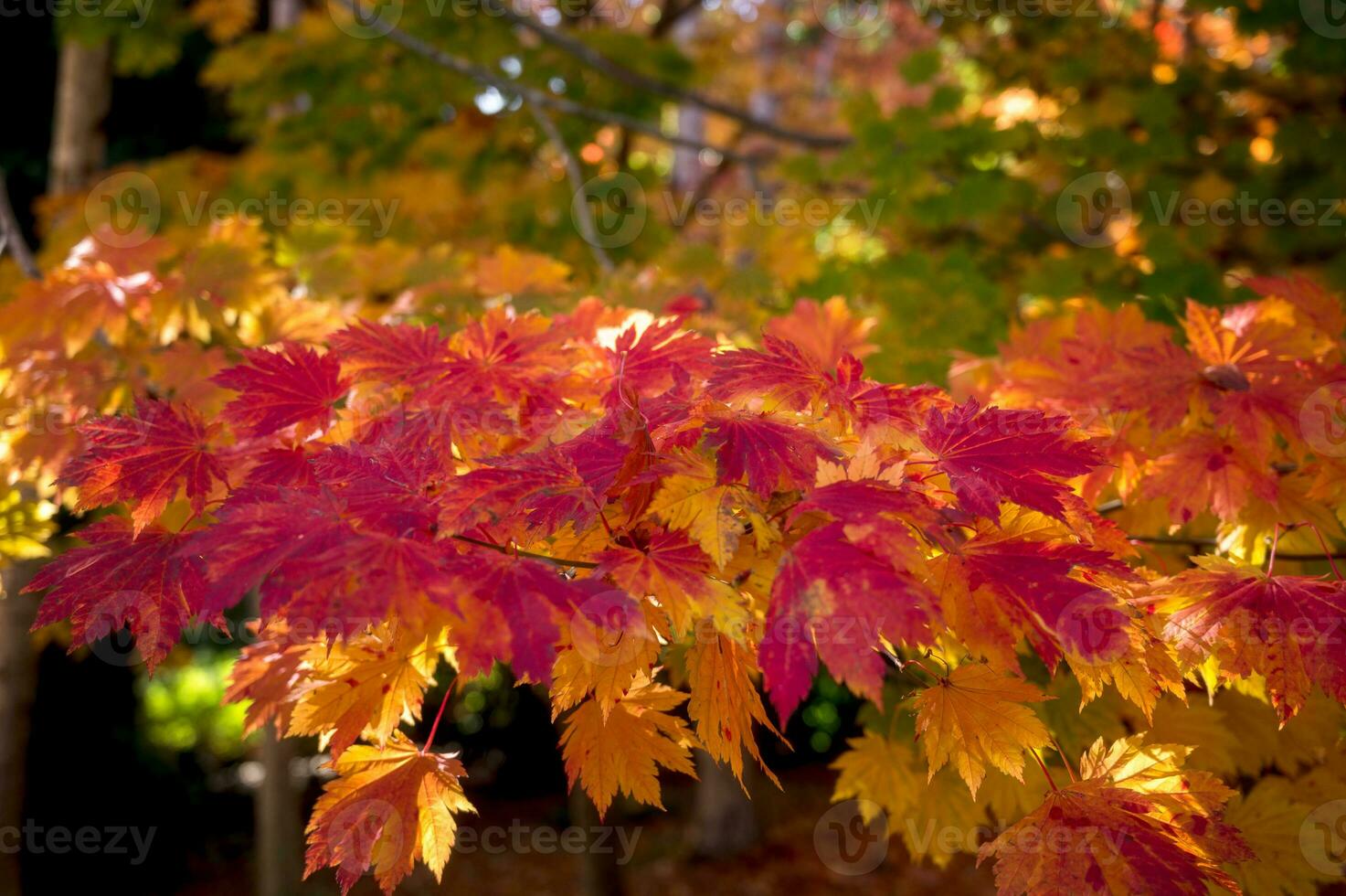 abstract background of autumn leaves autumn background, beautiful fall landscape on autumn yellow red and brown in fall months photo