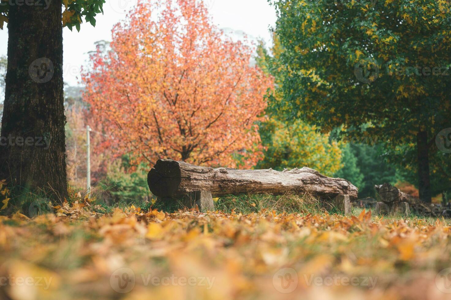 abstract background of autumn leaves autumn background, beautiful fall landscape on autumn yellow red and brown in fall months photo