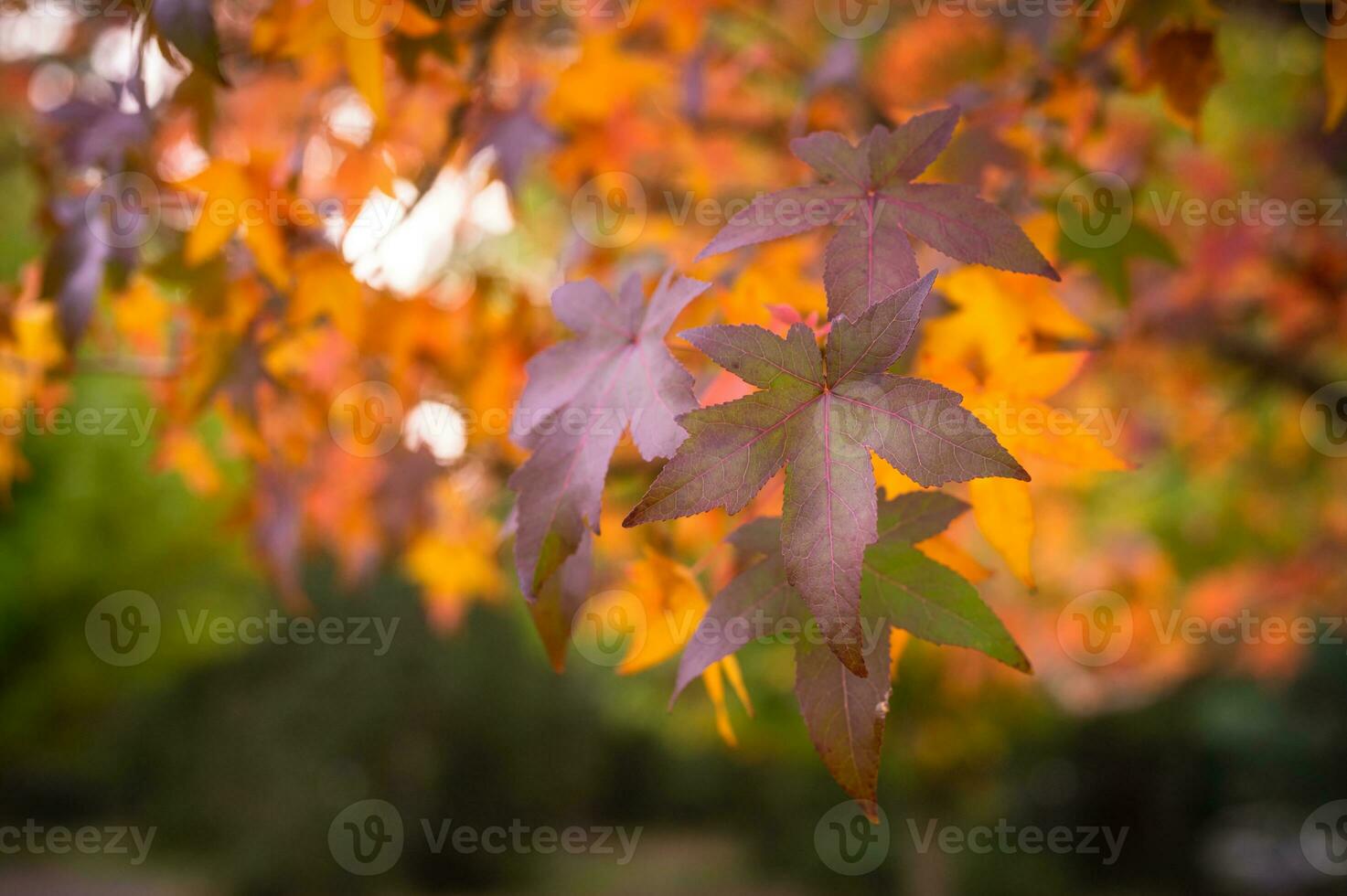 abstract background of autumn leaves autumn background, beautiful fall landscape on autumn yellow red and brown in fall months photo