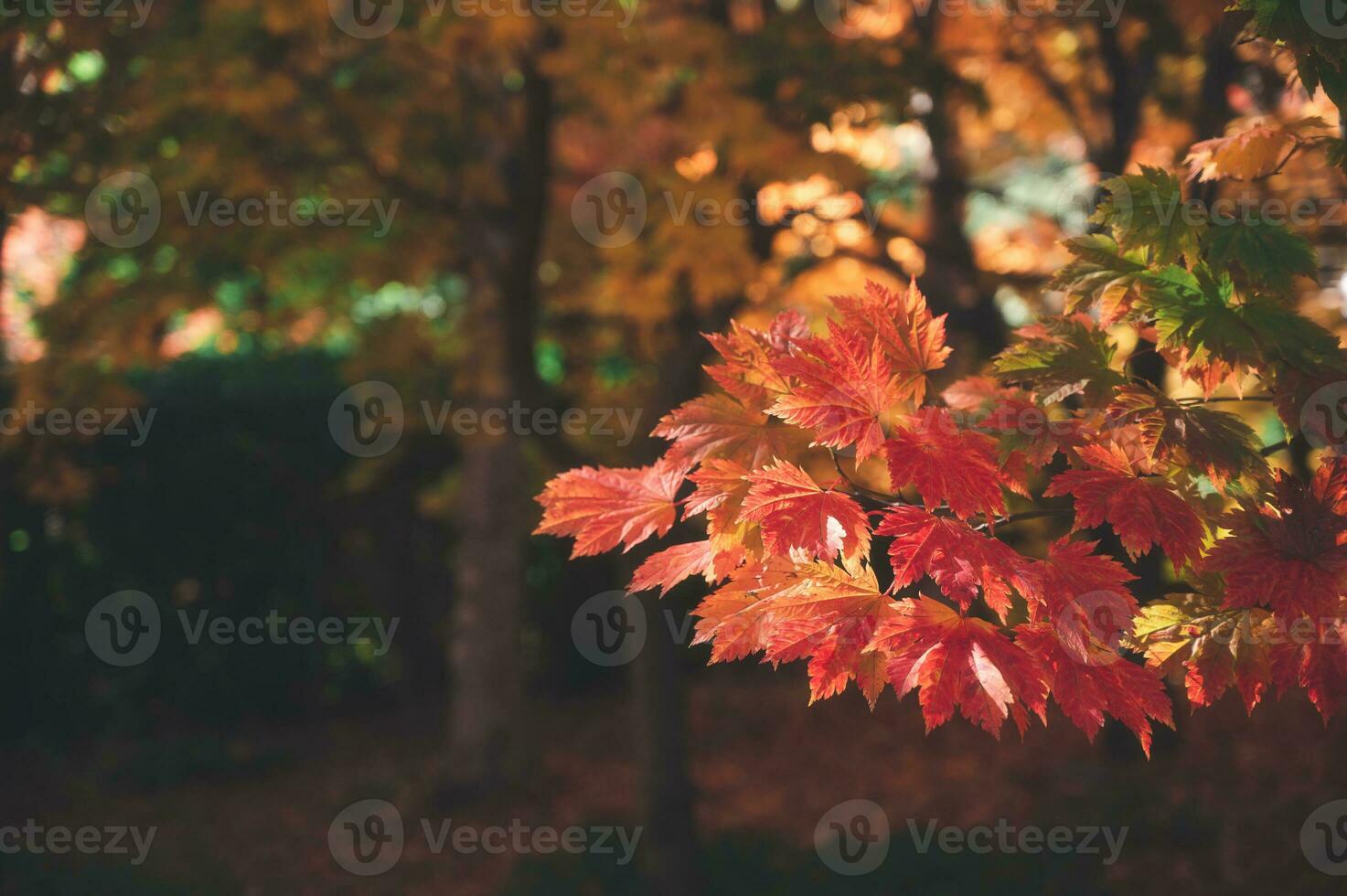 abstract background of autumn leaves autumn background, beautiful fall landscape on autumn yellow red and brown in fall months photo