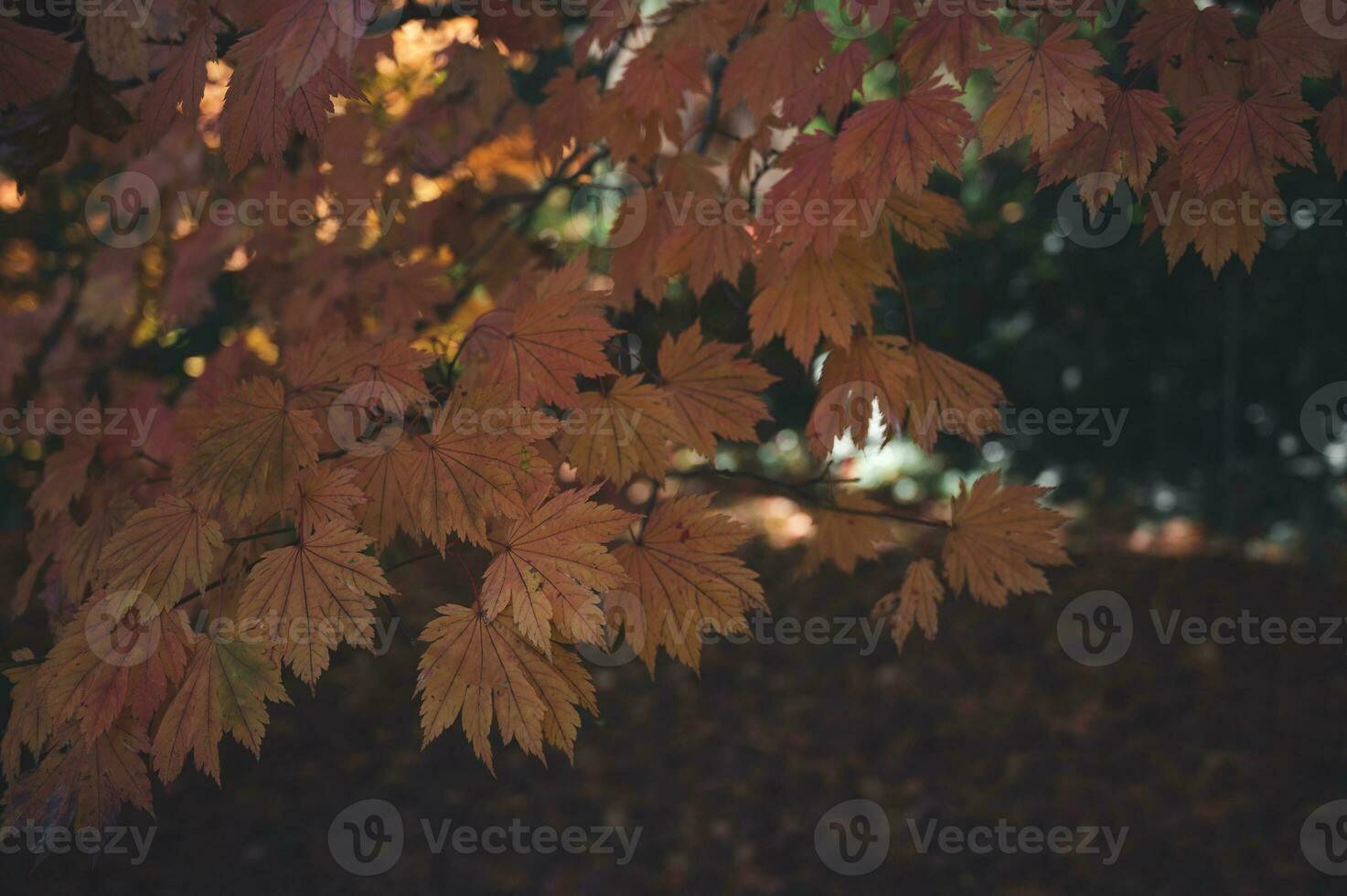 abstract background of autumn leaves autumn background, beautiful fall landscape on autumn yellow red and brown in fall months photo