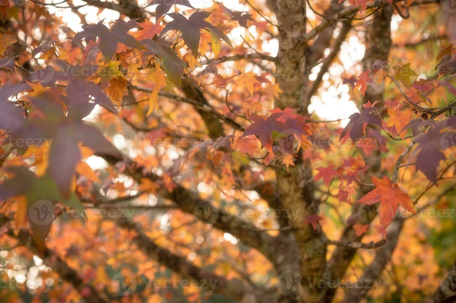 abstract background of autumn leaves autumn background, beautiful fall landscape on autumn yellow red and brown in fall months photo