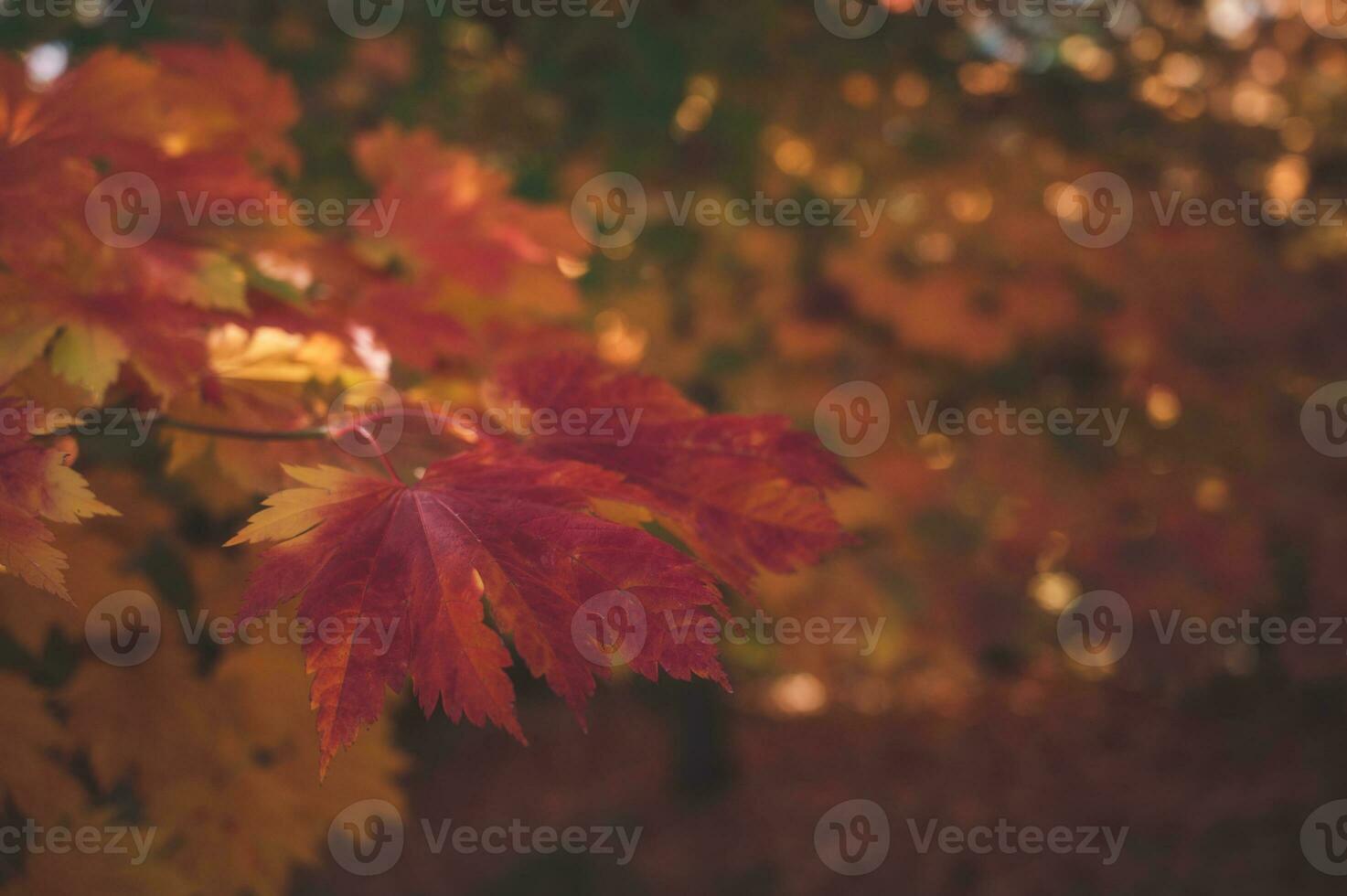 abstract background of autumn leaves autumn background, beautiful fall landscape on autumn yellow red and brown in fall months photo
