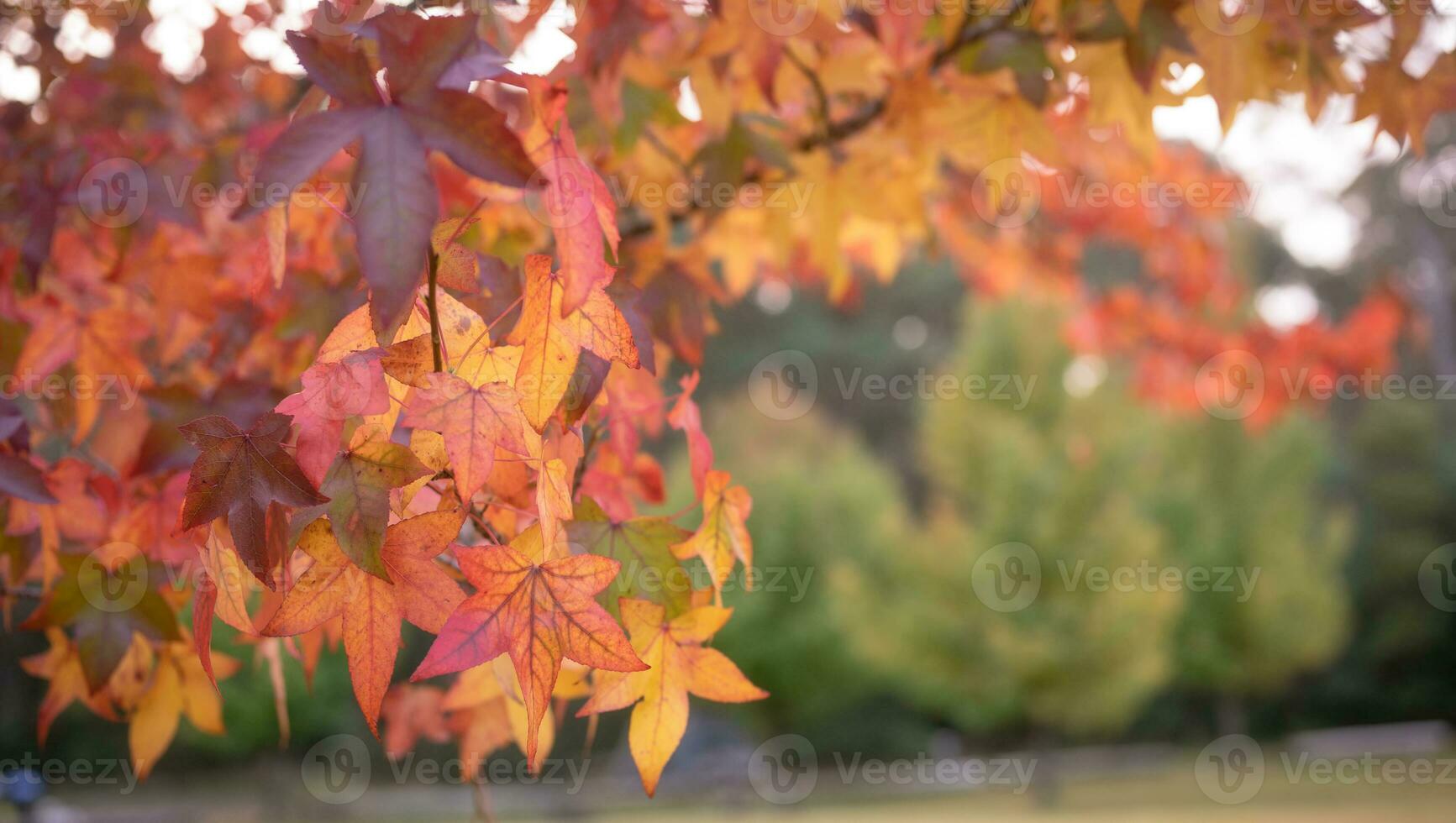 abstract background of autumn leaves autumn background, beautiful fall landscape on autumn yellow red and brown in fall months photo