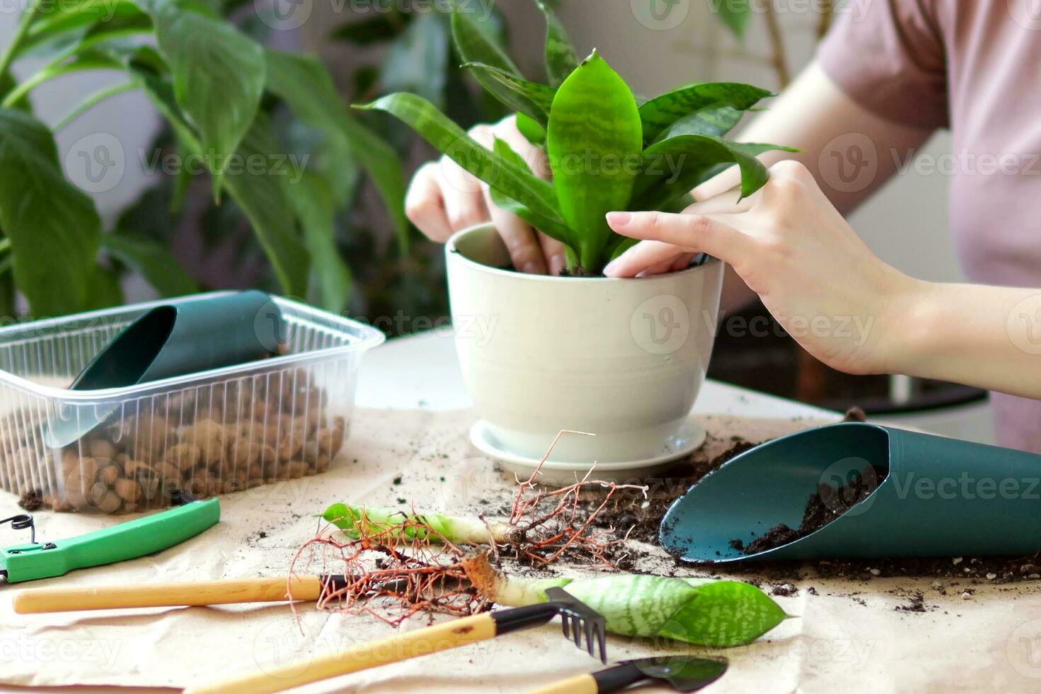 Spring Houseplant Care, repotting houseplants. Woman is transplanting plant into new pot at home. Gardener transplant plant sansevieria Selective focus photo