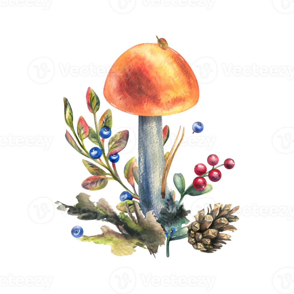 Mushrooms forest boletus with grass, blueberries, moss and cone. watercolor illustration, hand drawn. Isolated composition png