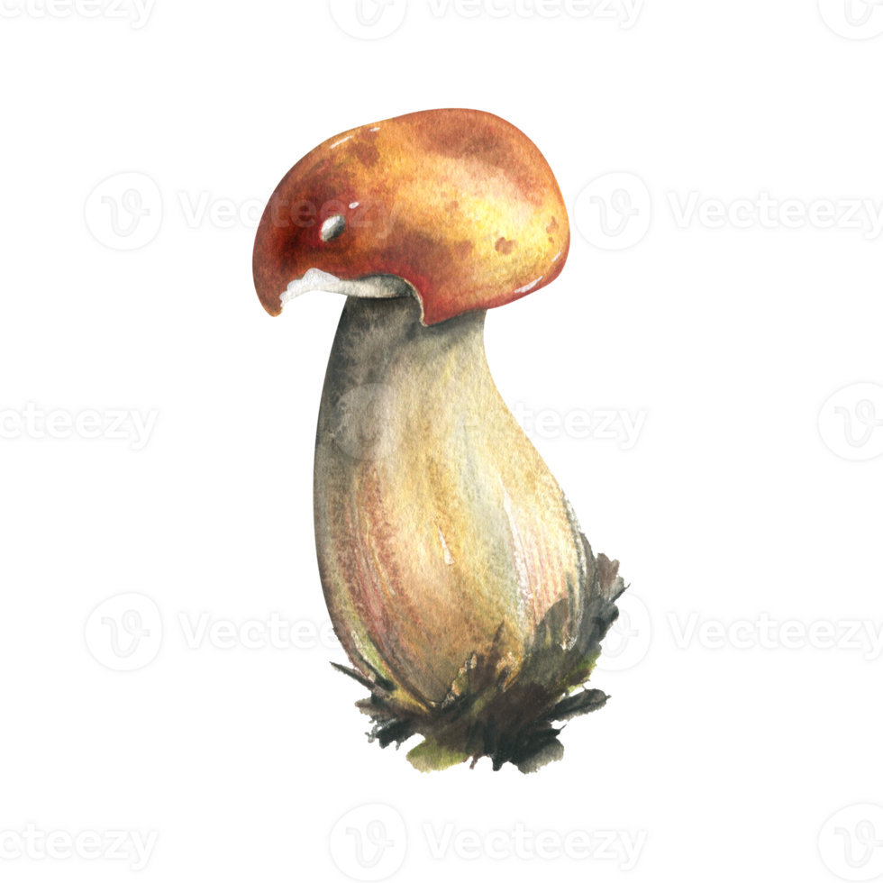 forêt comestible champignon bolet avec un Orange casquette et mousse sur une tige. aquarelle illustration, main dessiné. pour recettes, emballage, l'automne festival, récolte. isolé objet png