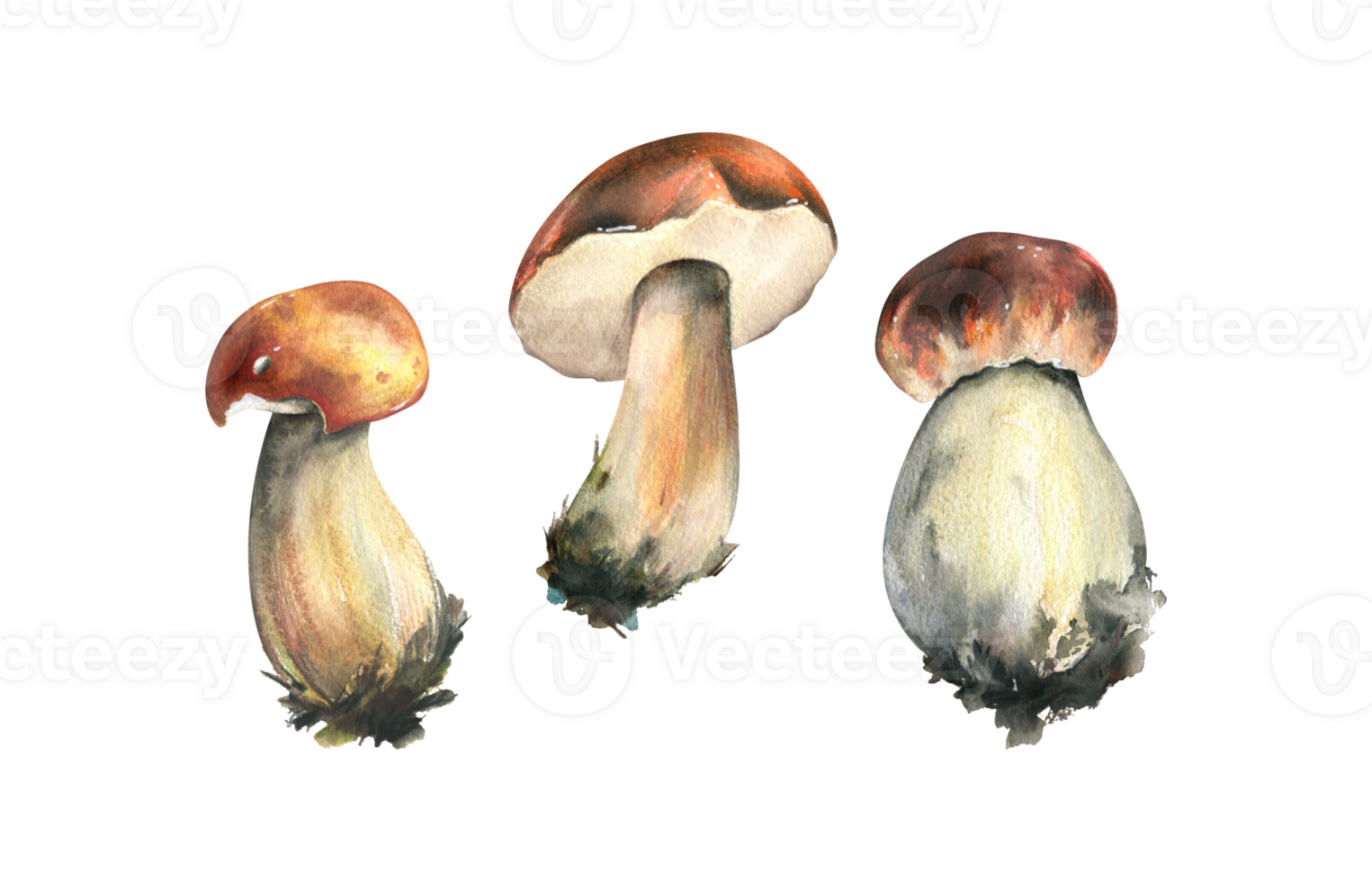 Forest edible mushrooms boletus with an orange cap and moss on a stem. Watercolor illustration, hand drawn. For recipes, packaging, autumn festival, harvest. Isolated objects png