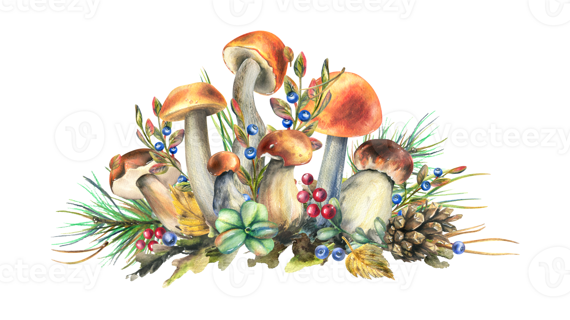 Mushrooms forest boletus with grass, blueberries, moss and cone