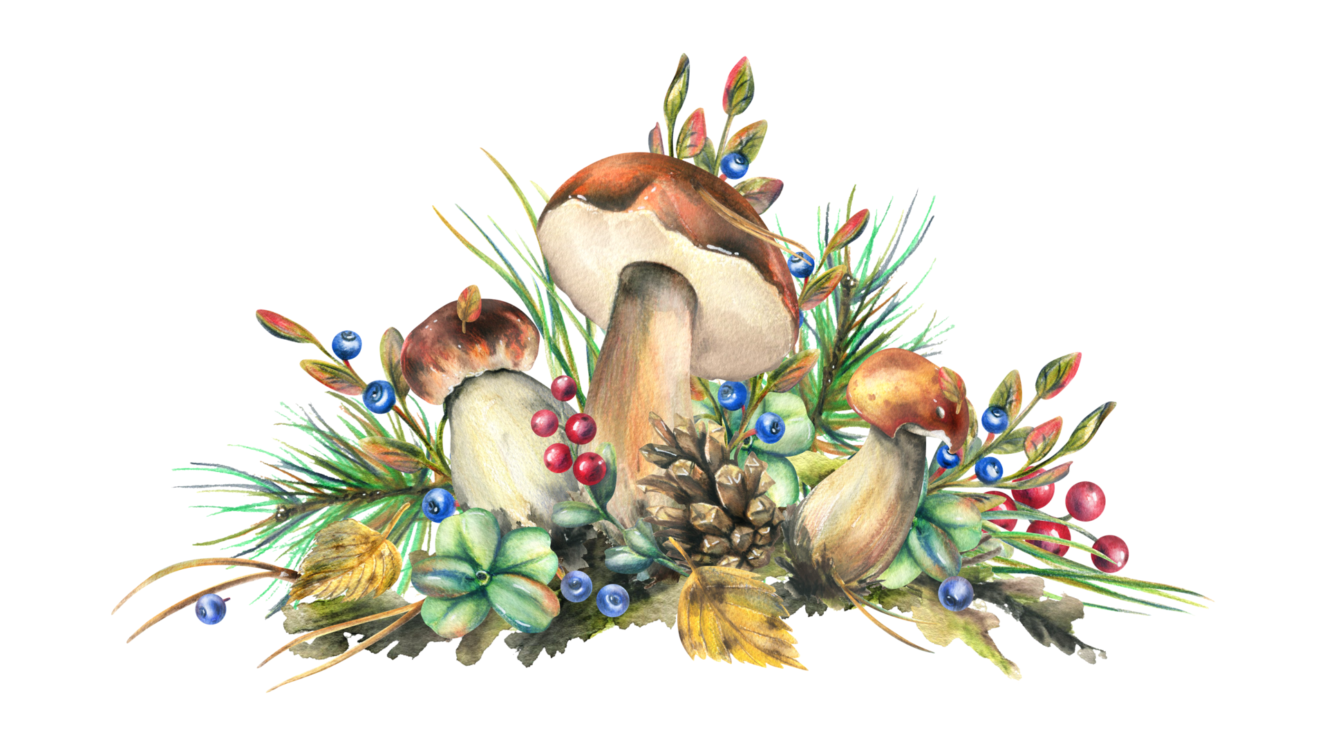 Mushrooms forest boletus with grass, blueberries, moss and cone