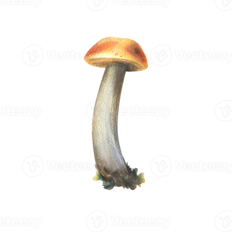 Forest edible mushroom boletus with an orange cap and moss on a stem. Watercolor illustration, hand drawn. For recipes, packaging, autumn festival, harvest. Isolated object png