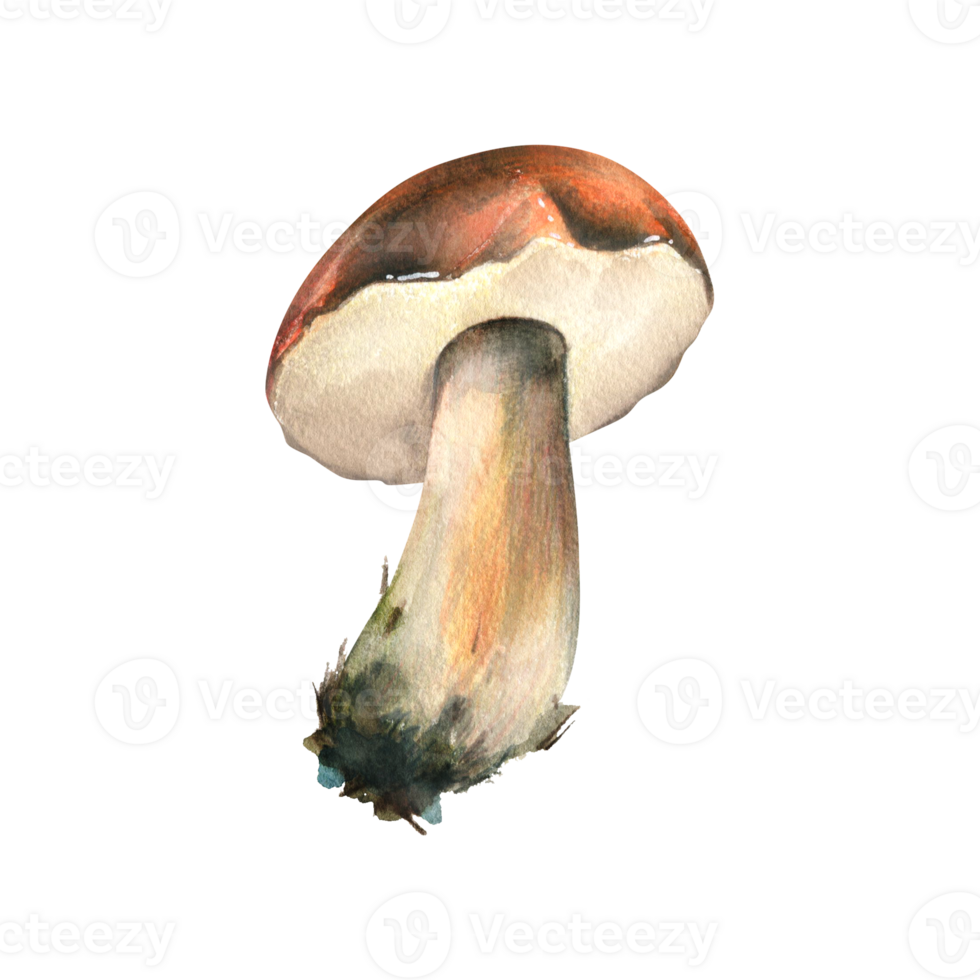Forest edible mushroom boletus with an orange cap and moss on a stem. Watercolor illustration, hand drawn. For recipes, packaging, autumn festival, harvest. Isolated object png