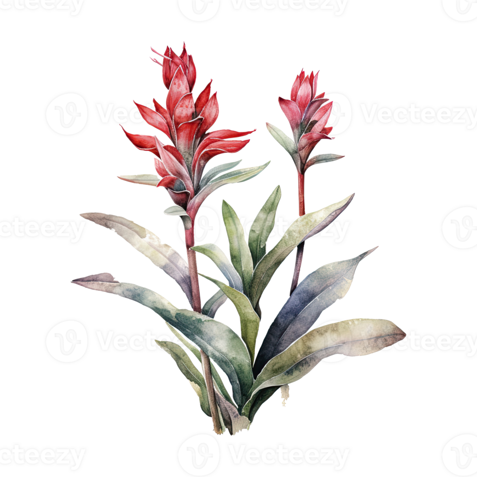 Watercolor botanical illustration on transparent background. png