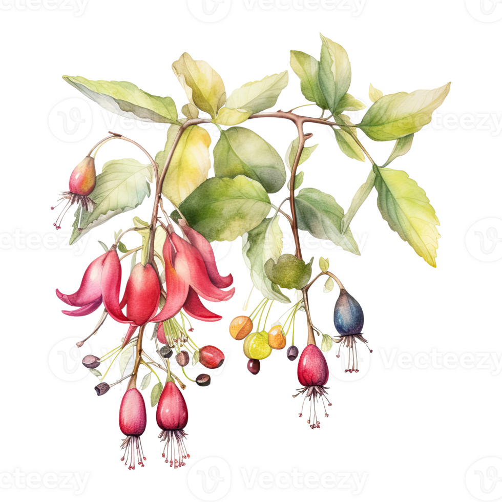 Watercolor botanical illustration on transparent background. png
