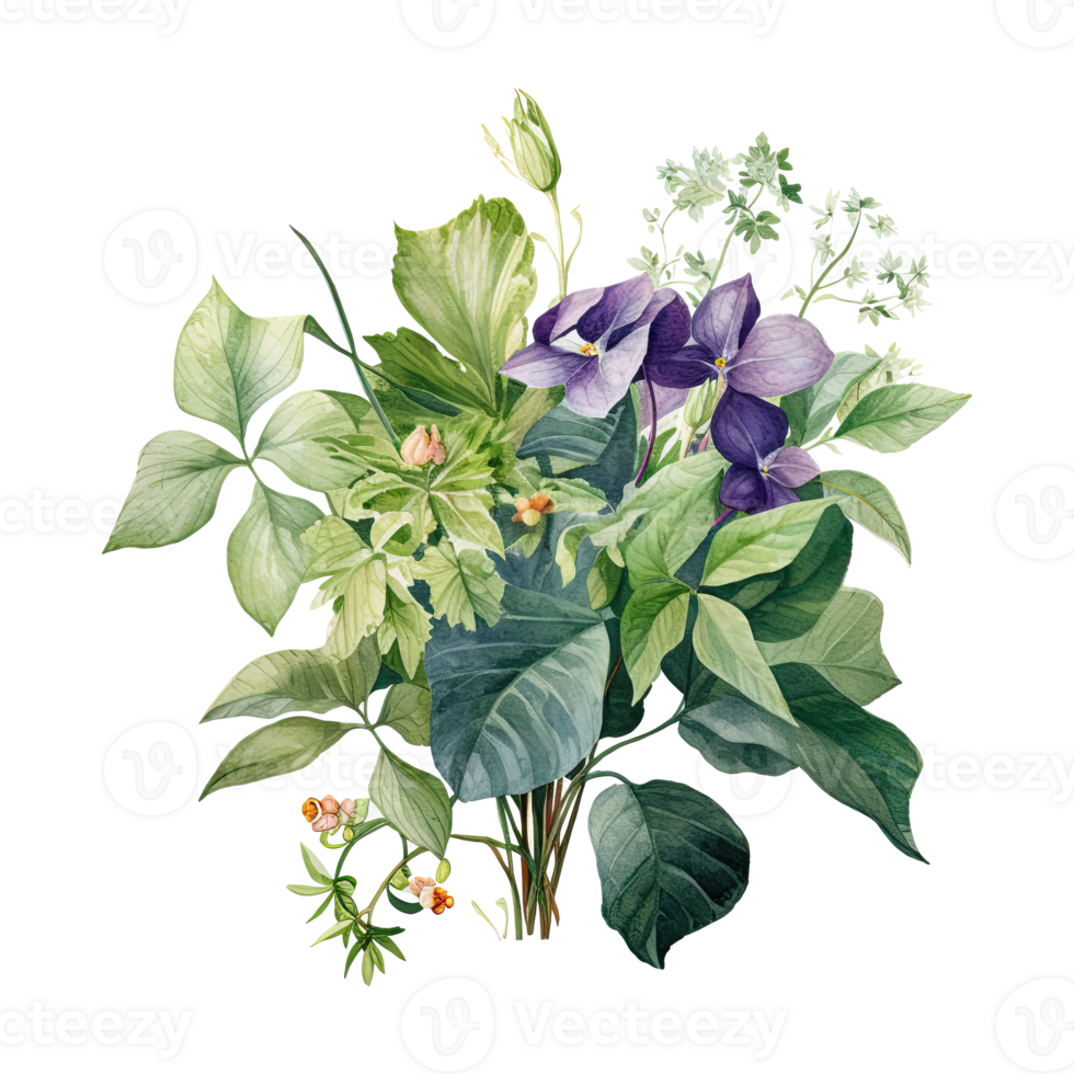 Watercolor botanical illustration on transparent background. png