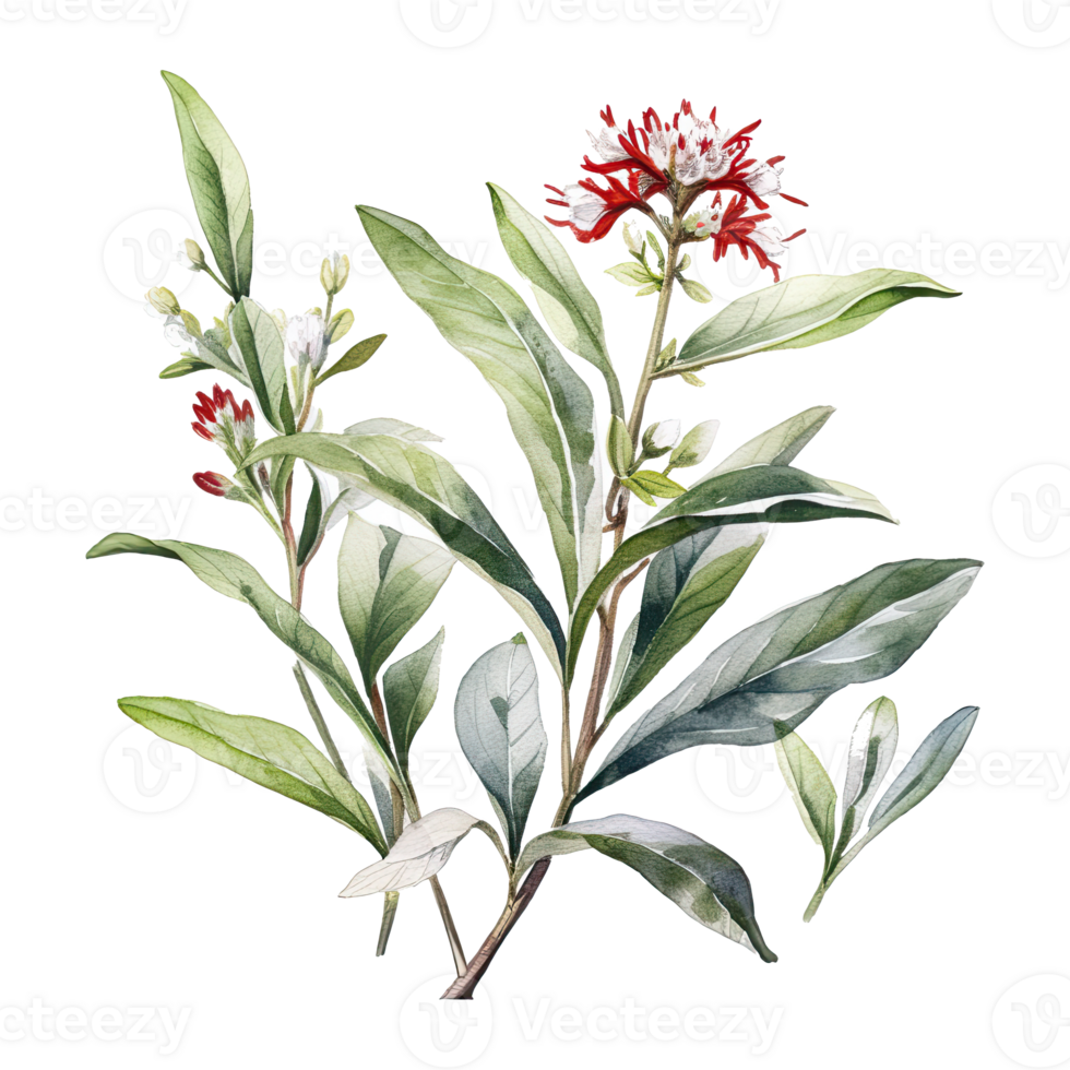 Watercolor botanical illustration on transparent background. png