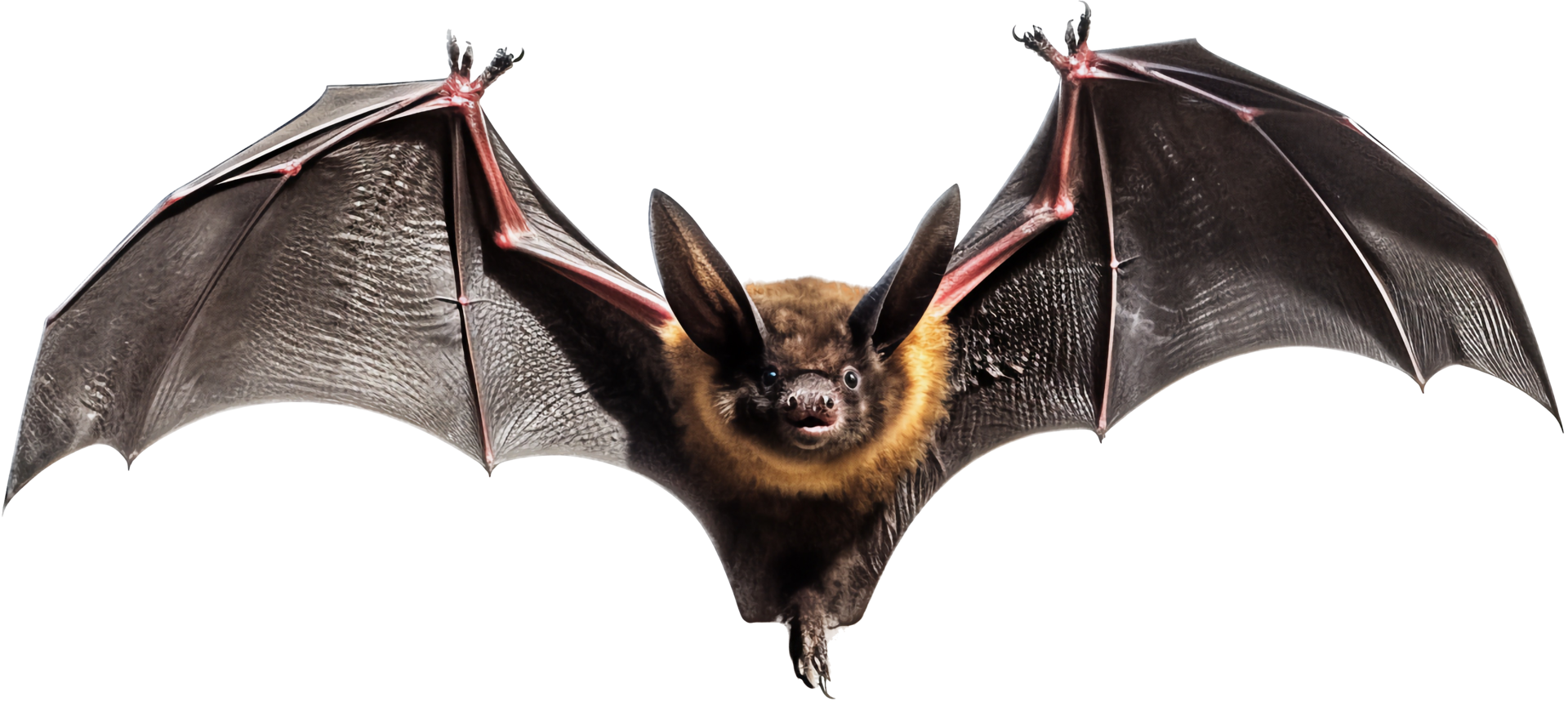 Bat flying with . 24585914 PNG