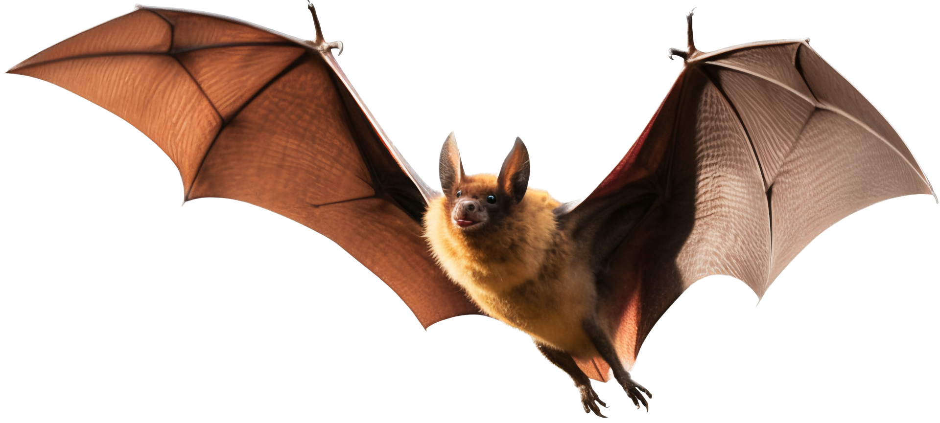 Bat flying with . png