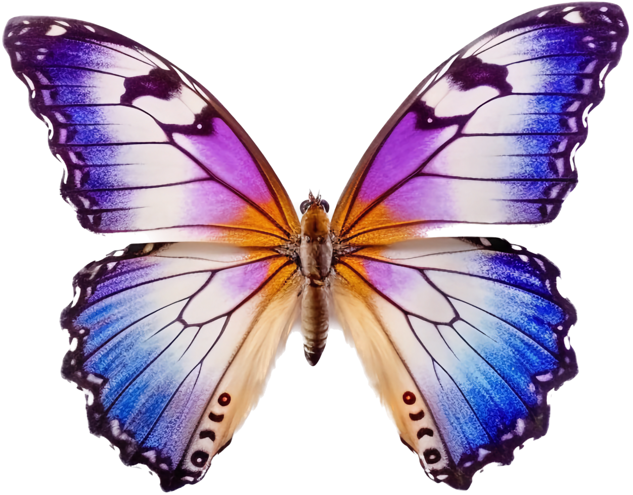 Butterfly with . png