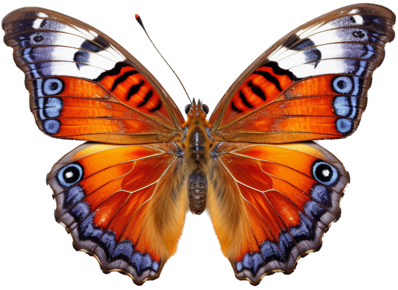 Butterfly with . png