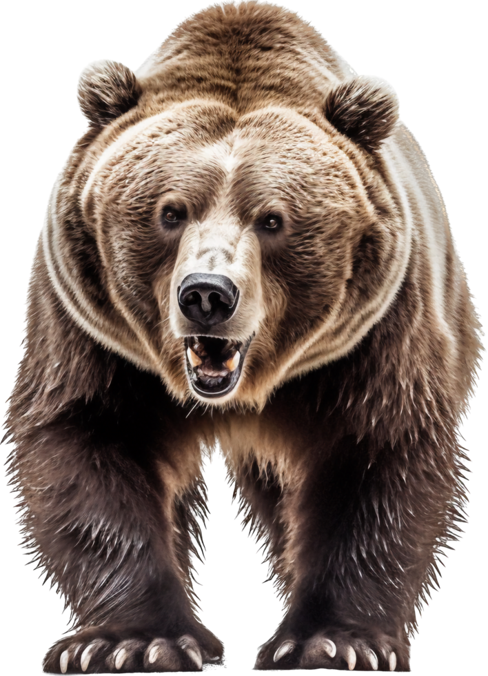 Bear with . png