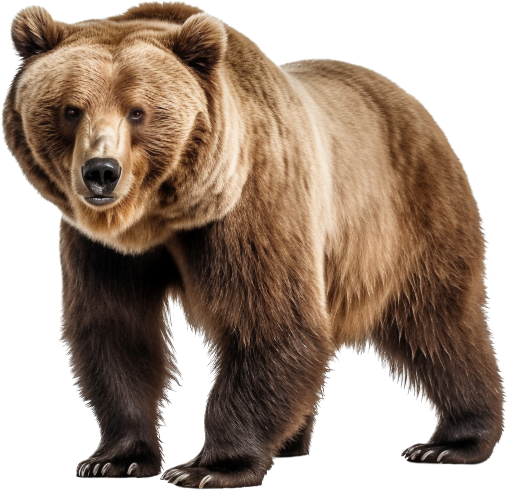 Bear with . png
