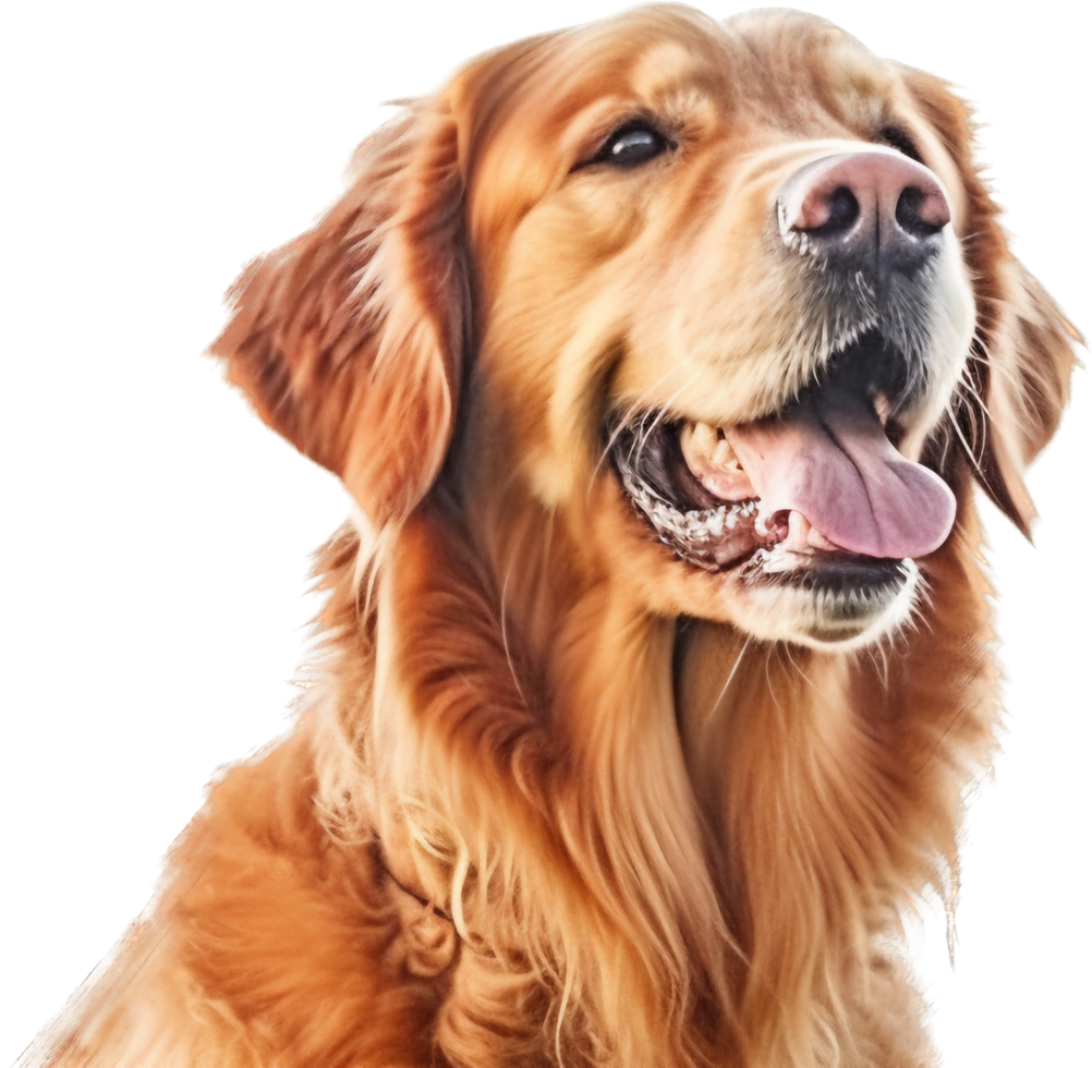 Golden Retriever with . png