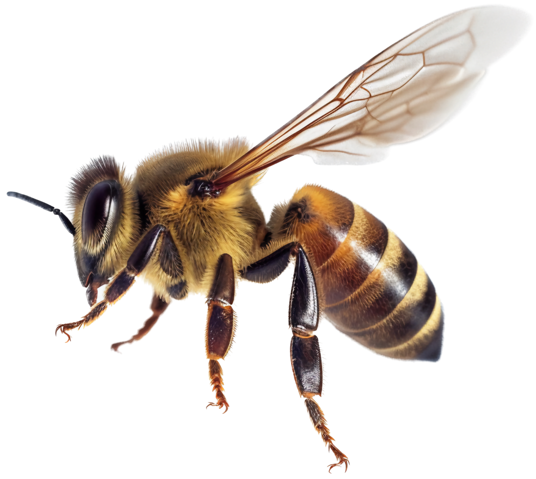 Bee side view with . png