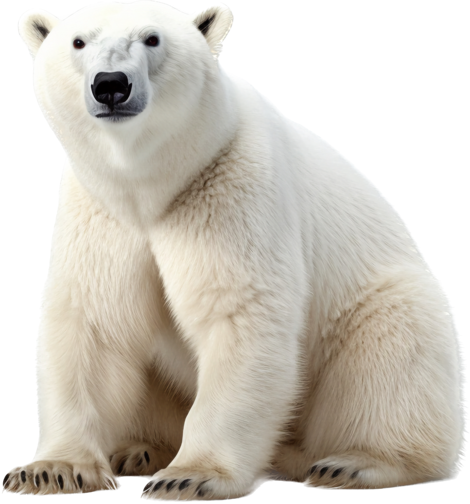 Polar bears with png