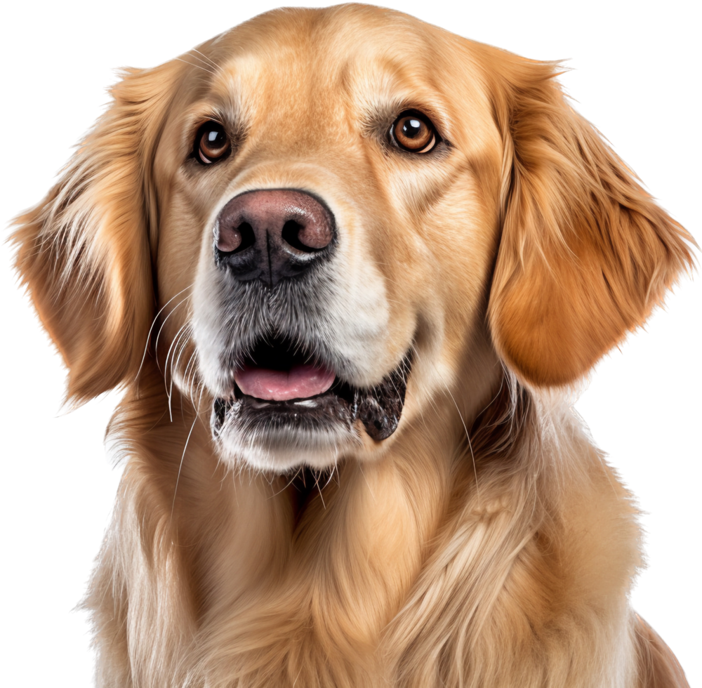 golden Retriever png mit ai generiert.