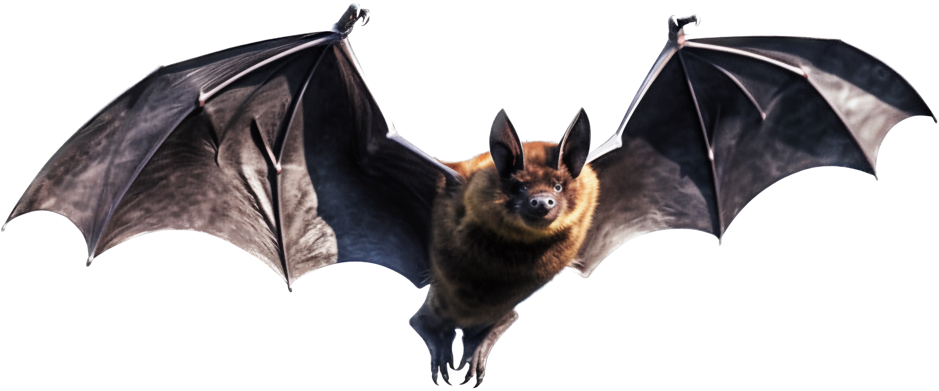 pipistrello volante png con ai generato.