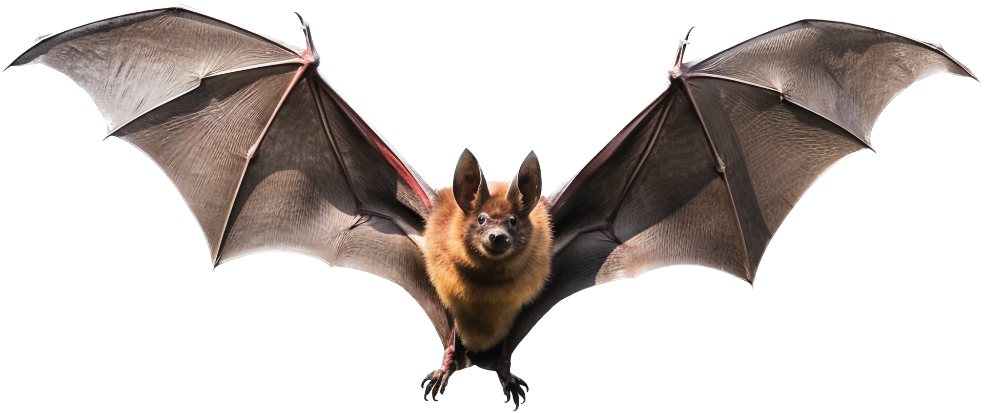 Bat flying with . png