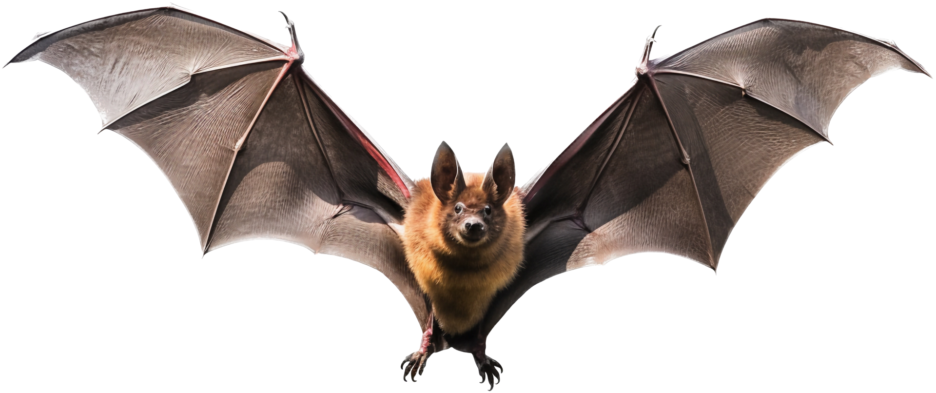 Bat flying with . 24589249 PNG