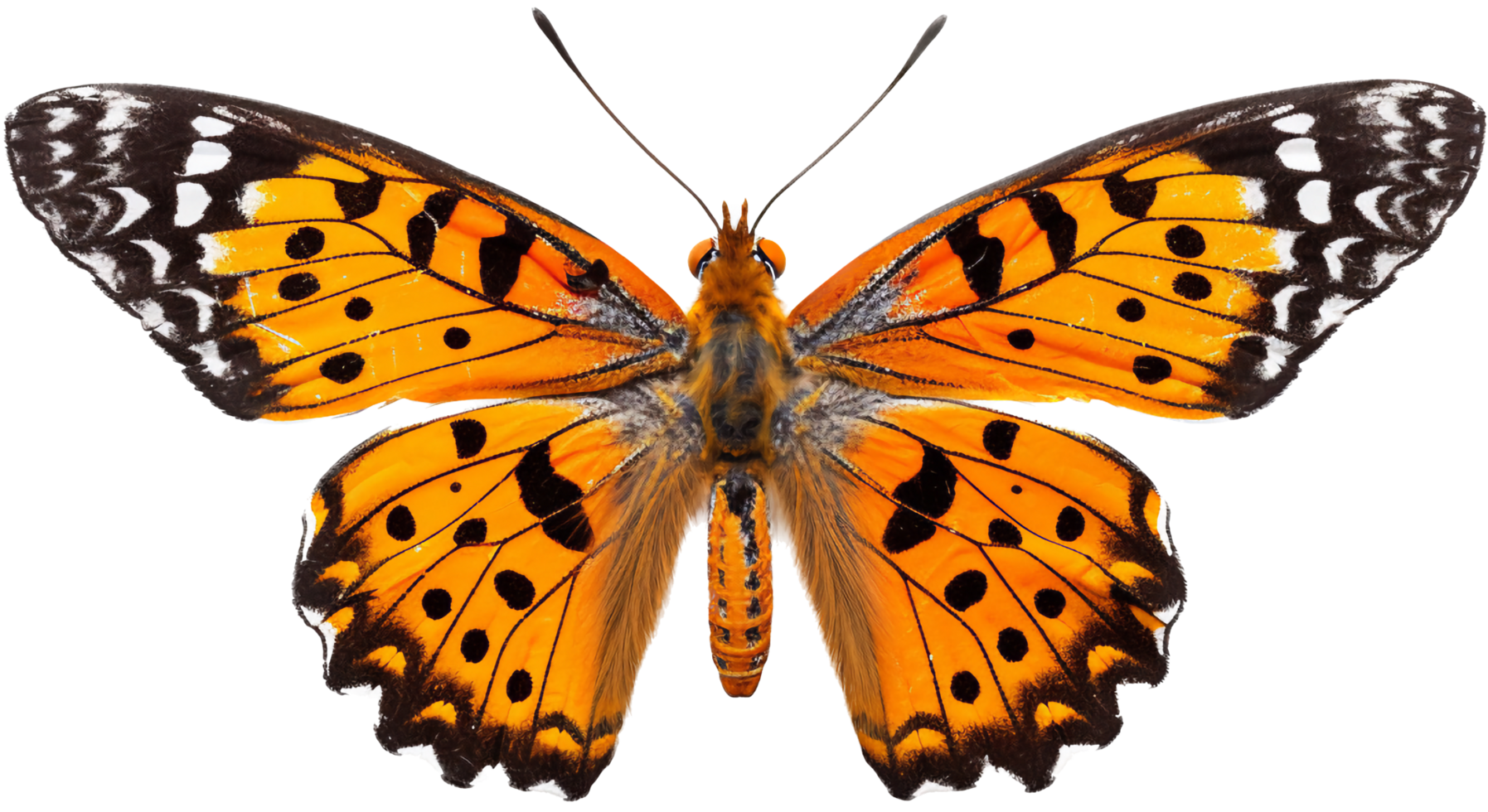 Schmetterling png mit ai generiert.