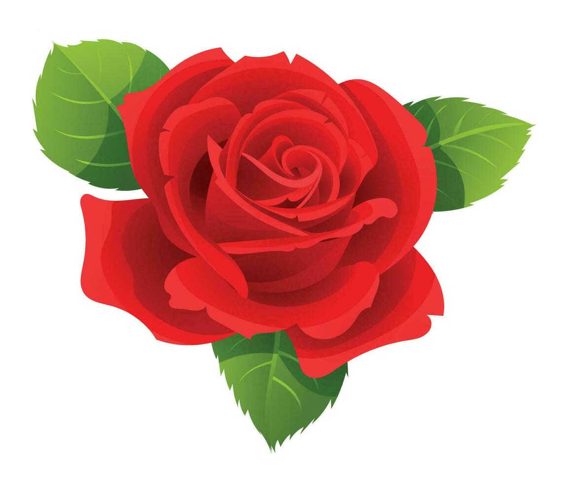 Red rose vector illustration isolated on white